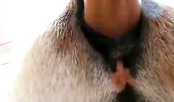 pussy, mare fuck