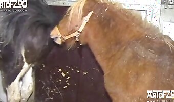 pony porn, free bestiality sex video