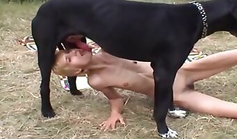 sexy blondes, stallion