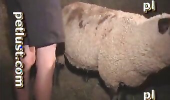 zoophilia sex videos, animal