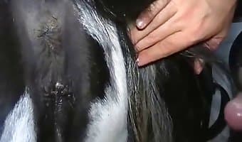 anal, male beastiality