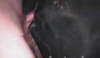 beastporn, zoosex