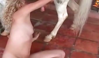 stallion, bestiality