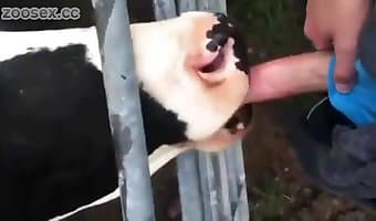 zoosex, beastiality