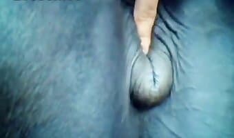 zoosex, doggy