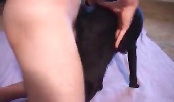 beastporn, amateur dog sex